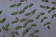 Coffee fern 2