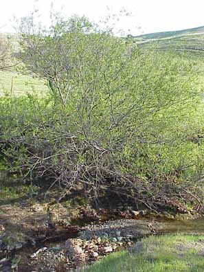 Arroyo willow