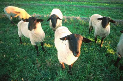 05sheepnorfolk