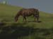 Grazing Horse At Dusk