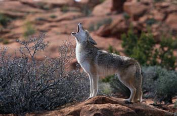 coyote-big